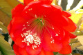 Epiphyllum-red