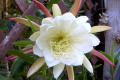 Epiphyllum-white-2