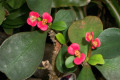 Euphorbia-milii-Crown-of-thorns