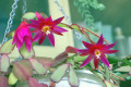 Hatiora-gaertneri-Christmas-cactus-deep-pink-1