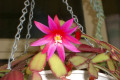 Hatiora-gaertneri-Christmas-cactus-deep-pink-2