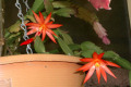 Hatiora-gaertneri-Christmas-cactus-orange-