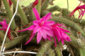 RatsTail-Cactus-Aporocactus-flagelliformis