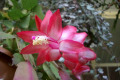 Zygocactus-or-Schlumbergera-truncatus-3