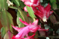 Zygocactus-or-Schlumbergera-truncatus-4