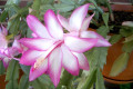 Zygocactus-or-Schlumbergera-truncatus-5