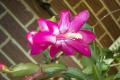 Zygocactus-or-Schlumbergera-truncatus-6