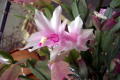 Zygocactus-or-Schlumbergera-truncatus-8