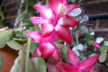 Zygocactus-or-Schlumbergera-truncatus-9