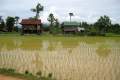 072-Newly-planted-rice-paddy