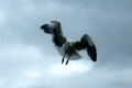 062-Seagull-in-flight