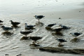 068-Seagulls-at-play-Cannon-Beach