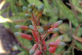 Aloe-vera-flower-1-with-fly