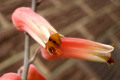 Aloe-vera-flower-5