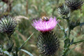 Bee-on-Spear-or-Black-thistle-Cirsium-vulgare-1