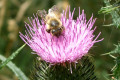 Bee-on-Spear-or-Black-thistle-Cirsium-vulgare-2