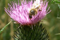 Bee-on-Spear-or-Black-thistle-Cirsium-vulgare-3
