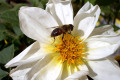 Bee-on-bloom-1