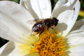 Bee-on-bloom-2