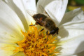 Bee-on-bloom-3