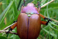 Beetle-at-Tambo-River-1