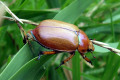 Beetle-at-Tambo-River-2