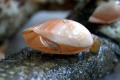 Bivalve-on-crab-leg-close-up