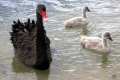 Black-Swan-cygnets-Lakes-Entrance