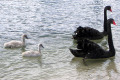 Black-Swans-cygnets-1-Lakes-Entrance
