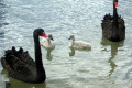 Black-Swans-cygnets-2-Lakes-Entrance