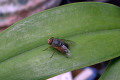 Blowfly-on-orchid-leaf