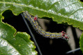 Caterpillar-on-passionfruit-leaf