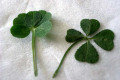 Clover-3-four-five-leaf