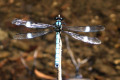 Dragonfly-blue-2