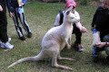 029-feeding-a-white-wallaby