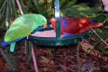 034-parrots