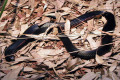 050-Red-bellied-Black-snake