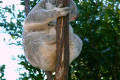 052-sleeping-koala