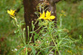 Alstroemeria-aurea-Yellow-Alstroemeria-Alstroemeriaceae-1