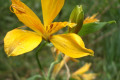 Alstroemeria-aurea-Yellow-Alstroemeria-Alstroemeriaceae-2