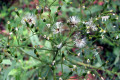 Annual-Fireweed-Senecio-glomeratus
