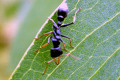 Ant-on-eucalyptus-leaf