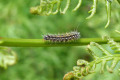 Austral-Bracken-frond-with-Caterpillar