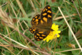 Butterfly-Banks-Brown-adult