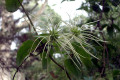 Clematis-aristata-Goats-beard-Mountain-clematis-rain-soaked-seed-pods-1