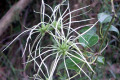 Clematis-aristata-Goats-beard-Mountain-clematis-rain-soaked-seed-pods-2