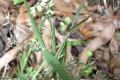 Common-Velvet-Grass-Yorkshire-Fog-Holcus-lanatus-Poaceae-1