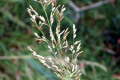 Common-Velvet-Grass-Yorkshire-Fog-Holcus-lanatus-Poaceae-3-dry-inflorescence