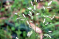 Common-Velvet-Grass-Yorkshire-Fog-Holcus-lanatus-Poaceae-4-inflorescence