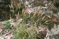 Common-Wallaby-grass-Austrodanthonia-caespitosa